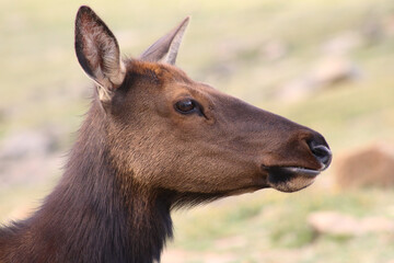 Young wapiti in the high country of the Rocky Mountains.  Elk take advantage of the wildflowers that grow above treelike in August, in preparation for the winter migration to lower elevations.