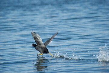 Eurasian coot (Fulica atra) taking off from water of lake.  Coghinas river, Valledoria, Anglona,Sardinia, Italy