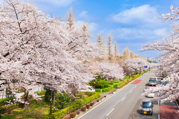 国立市　大学通りの桜並木