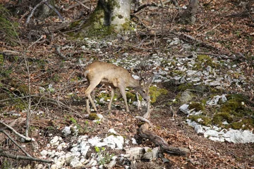Foto op Aluminium Roe Deer looking for Food © JRJ Photography