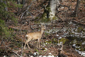 Roe Deer looking into the forest