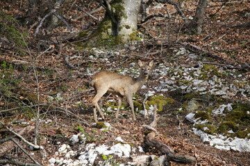 Roe Deer looking into the camera 