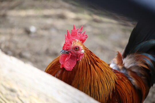 Rooster looking into the Camera
