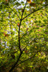 leaves in the forest
