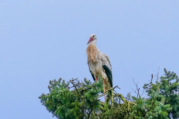 Weißstorch