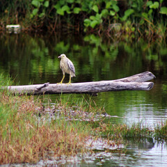 Bird resting on the bank of a pond in Thulusdhoo Island, Maldives