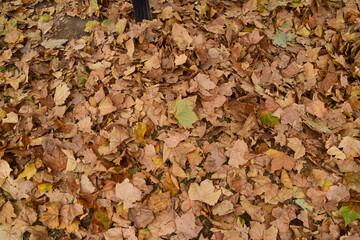 Fallen yellow and brown dry leaves in a park.