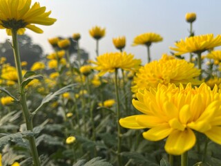 beautiful yellow chandramallika, scientific name chrysanthemums, chrysanths, asteraceae growing in an open garden - obrazy, fototapety, plakaty