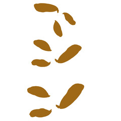 coffee beans isolated on white