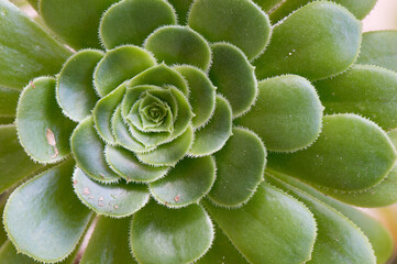 Green succulent plant with rosette of leaves, Aeonium arboreum, dirty with dust on leaves