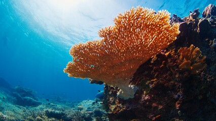 Healthy coral reef underwater in Komodo National Park in Indonesia - obrazy, fototapety, plakaty