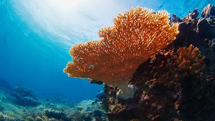 Fotobehang Healthy coral reef underwater in Komodo National Park in Indonesia © Dudarev Mikhail