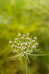 Most popular cumin seeds plant in Egyptian field,unripped cumin crop dry plants,The most widely used spice is cumin or plant,Carum or Caraway and carvi. cumin flower.