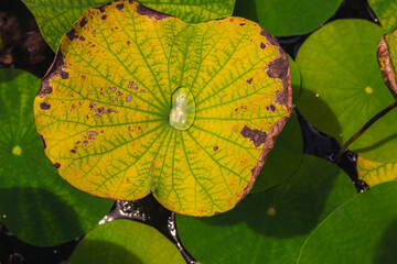 Green and yellow leaf with water drops