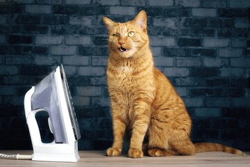 Funny ginger cat sitting next to a flat iron and grimacing with mouth open.	