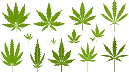 Vector illustration of cannabis plant leaf.