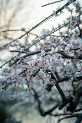 spring in the forest