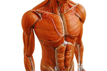 Rear view of human muscular system - obrazy, fototapety, plakaty