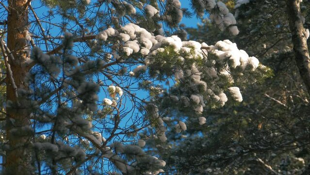 Sugar Pine Cones Hanging on a Snow Covered Pine Tree.
