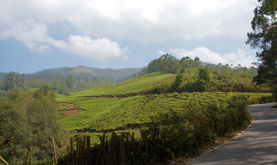 Tea plantation in Munnar, India