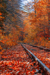 Vibrant Palette,Exploring the Autumnal Symphony of Nature's Canvas