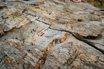 old oak with torn bark