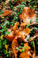 brown golden leaves in autumn with frost in green grass