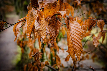 brown golden leaves in autumn