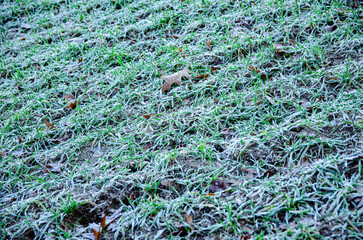 frost on green grass with pine cones during winter solstice