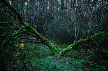 dark forest with moisture