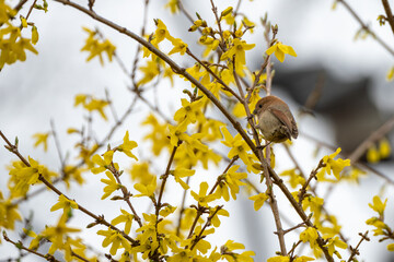 A Vinous-throated Parrotbill perched on a forsythia flower on a drizzly morning