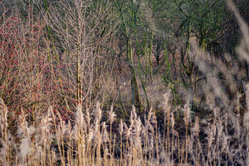 tree with grass autumn