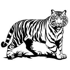 tiger on white