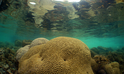 A brain coral on a reef in the Caribbean Sea