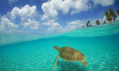 a beautiful green turtle swimming in the crystal clear waters of the Caribbean Sea