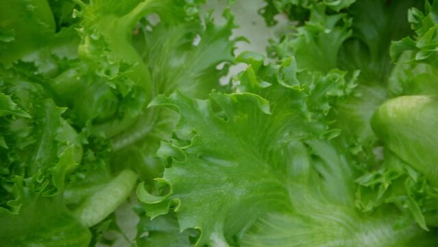Close up of hydroponics planting salad Frillice Iceberg Lettuce in vegetable plot bed in greenhouse