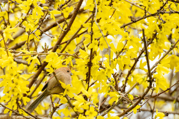 A Vinous-throated Parrotbill perched on a forsythia flower on a drizzly morning