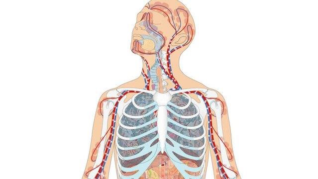 Grafkanimation vom Blutkreislauf - Animation mit Zoom auf Herz sowie Lungenkreislauf und Körperkreislauf vom Blut des Menschen