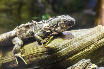 Green Iguana: large, arboreal, mostly herbivorous species of lizard of the genus Iguana.