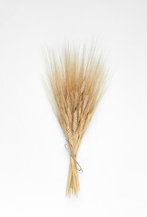 Spikelets of wheat on a white background