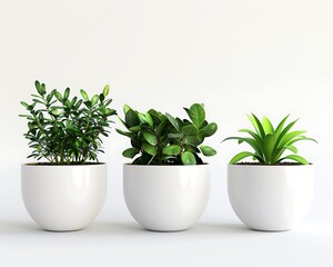 Plants in white pots on a white background. 