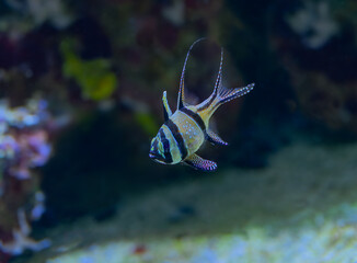 Banggai Cardinalfish Pterapogon kauderni adult