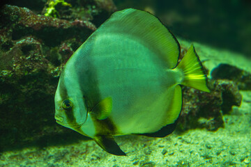 teira batfish or longfin batfish (Platax teira)