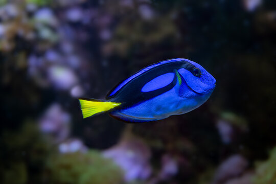 Blue Tang, Blue Hippo Tang or Palete Surgeonfish (Paracanthurus hepatus)