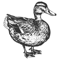 Hand-drawn vector monochrome illustration of a duck isolated on white.