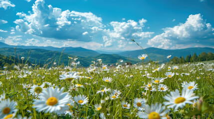 Beautiful spring and summer natural landscape with blooming field of daisies in the grass in the hilly countryside, Generative Ai