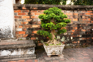 Fototapeta na wymiar Asian building with traditional bonsai tree in Hanoi, Vietnam