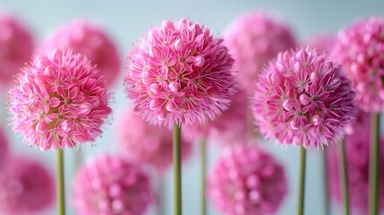 vibrant pink allium flowers in full bloom against soft background - obrazy, fototapety, plakaty