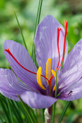 purple crocus flowers, Saffron cultivation, Crocus sativus. Olmedo. SS. Sardinia, Italy
