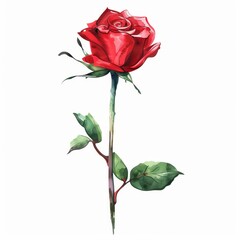 A red rose with a green leaf on top of a white background